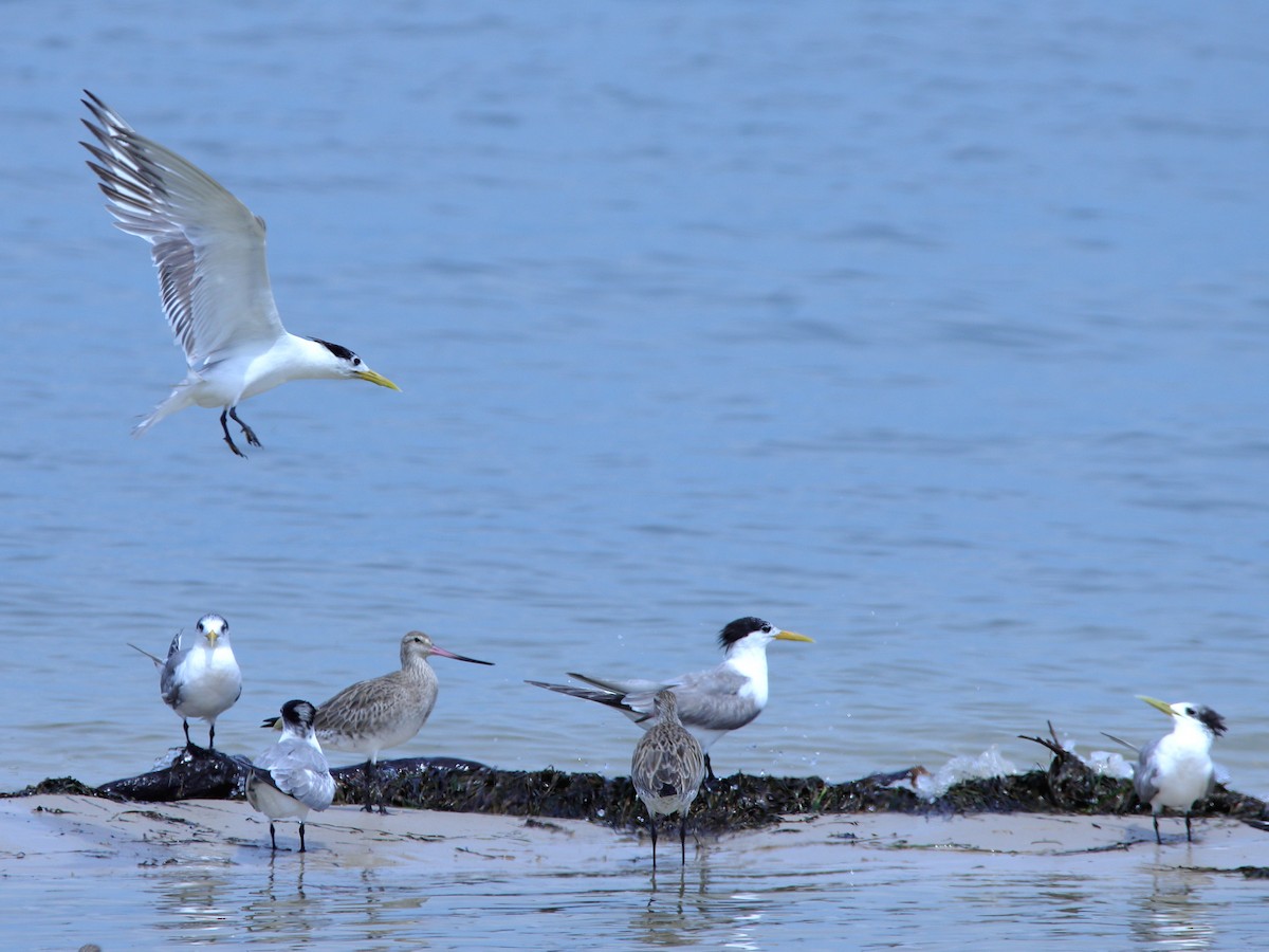 鳳頭燕鷗 - ML620437484