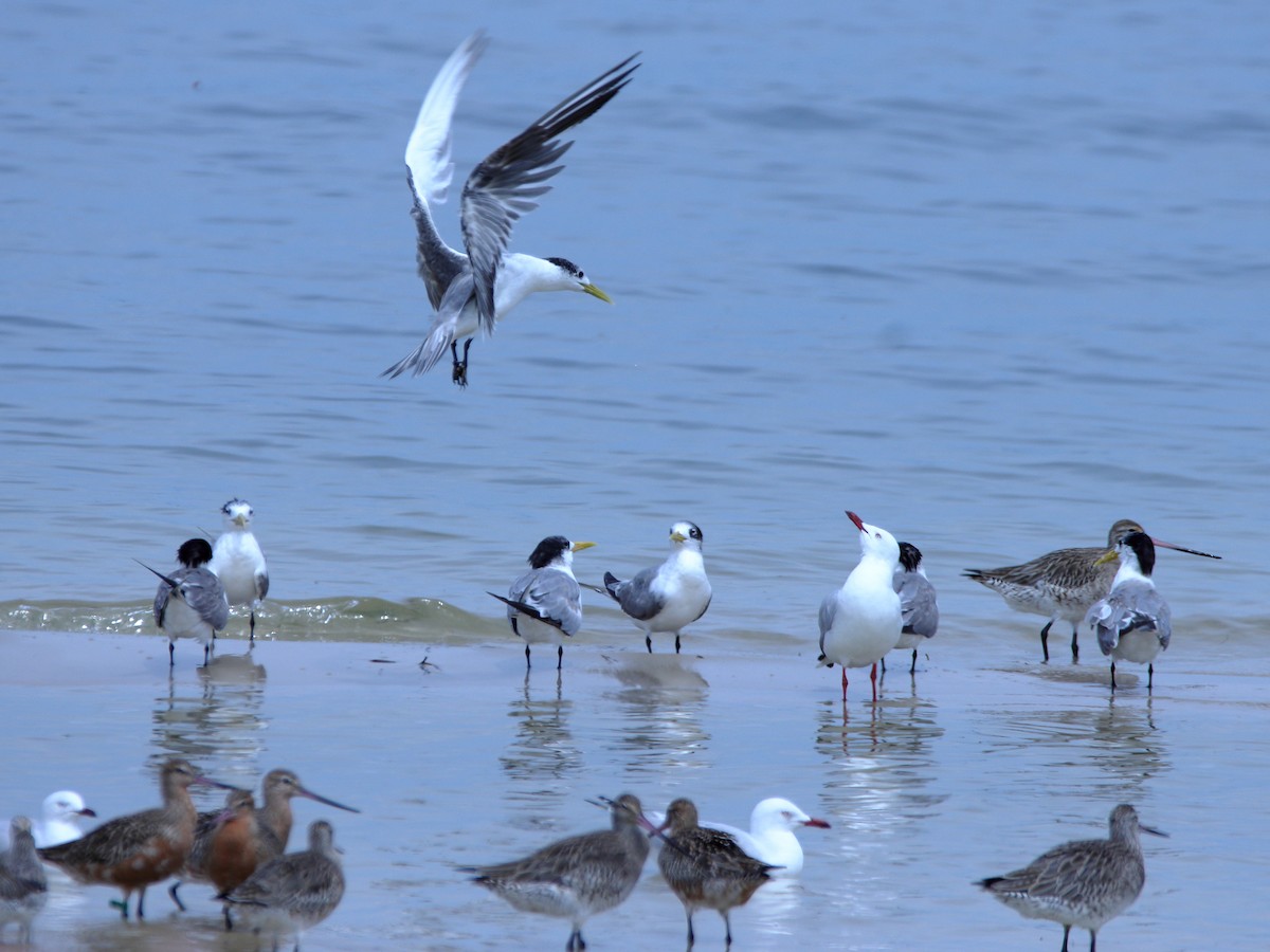 Great Crested Tern - ML620437485