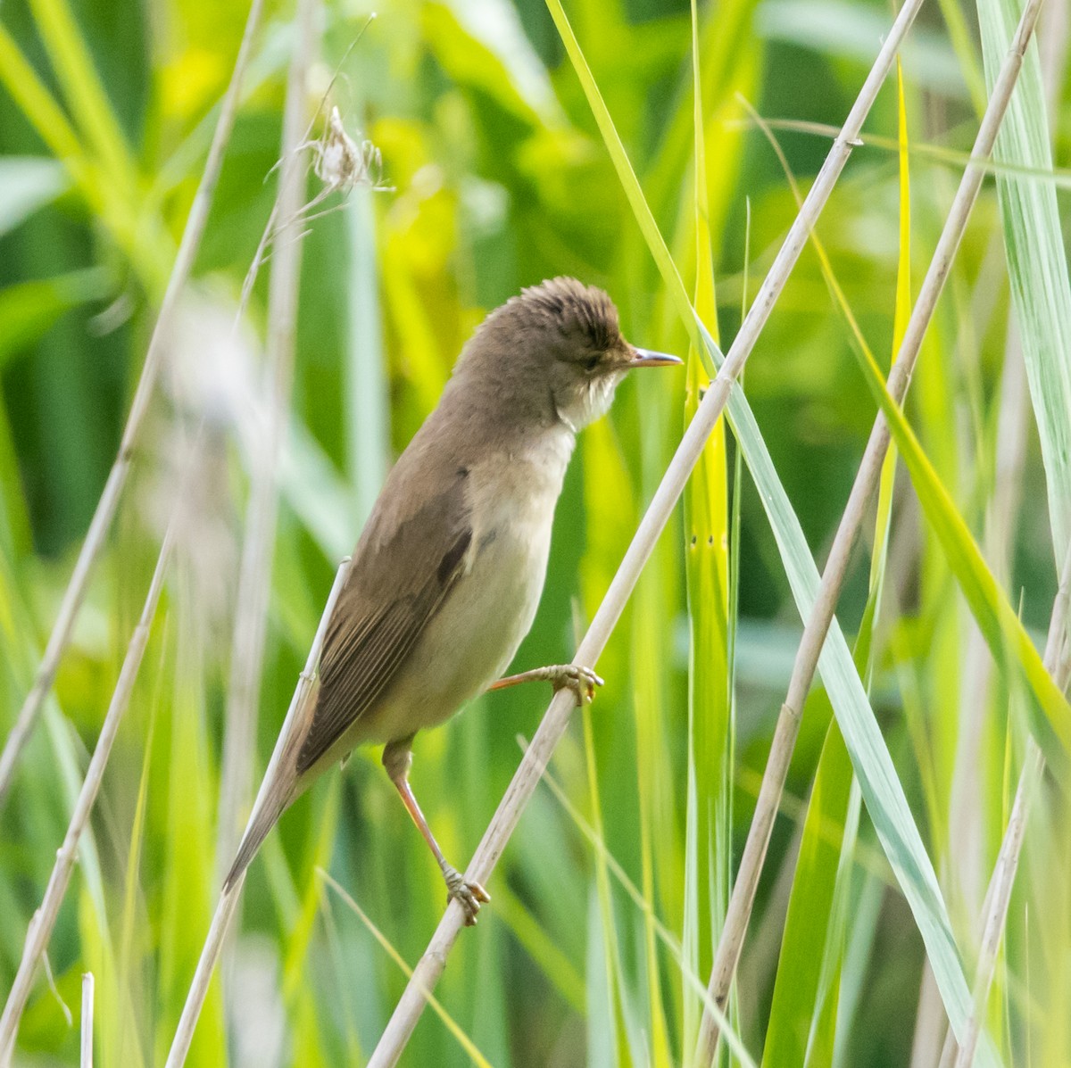 Common Reed Warbler - ML620437492