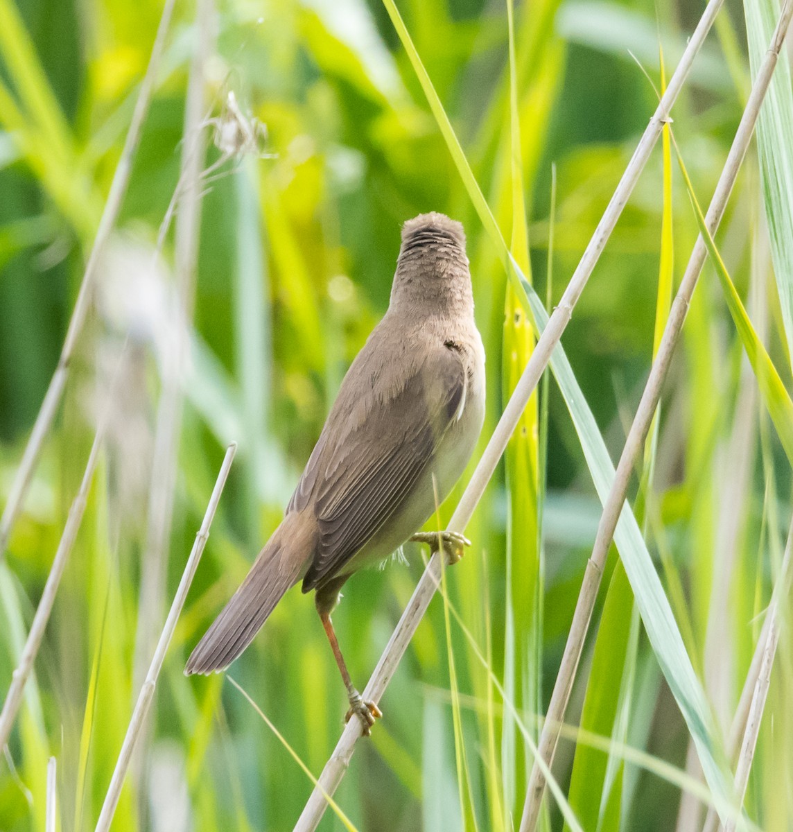 Common Reed Warbler - ML620437494