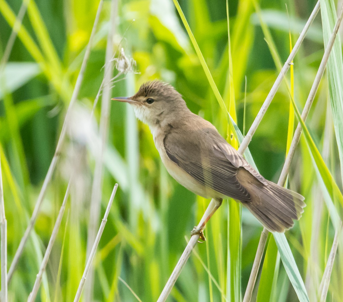 Common Reed Warbler - ML620437496