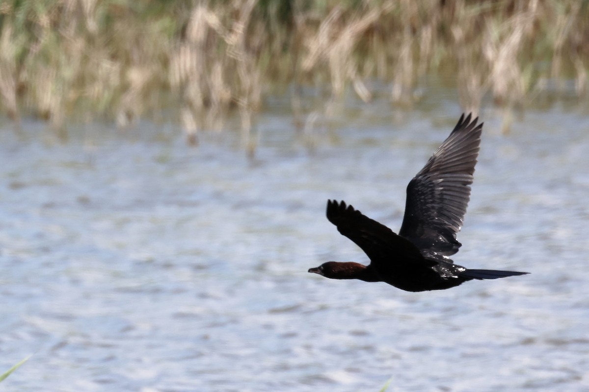 Pygmy Cormorant - ML620437503