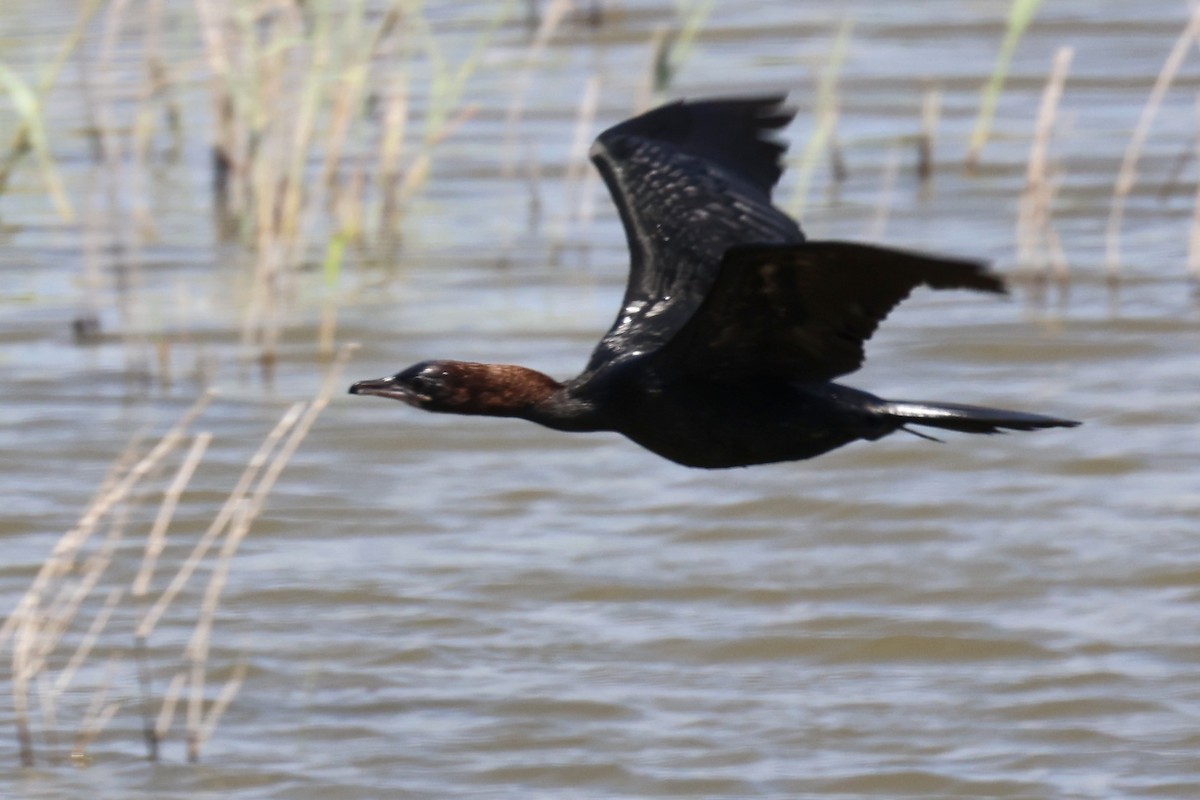 Pygmy Cormorant - ML620437506