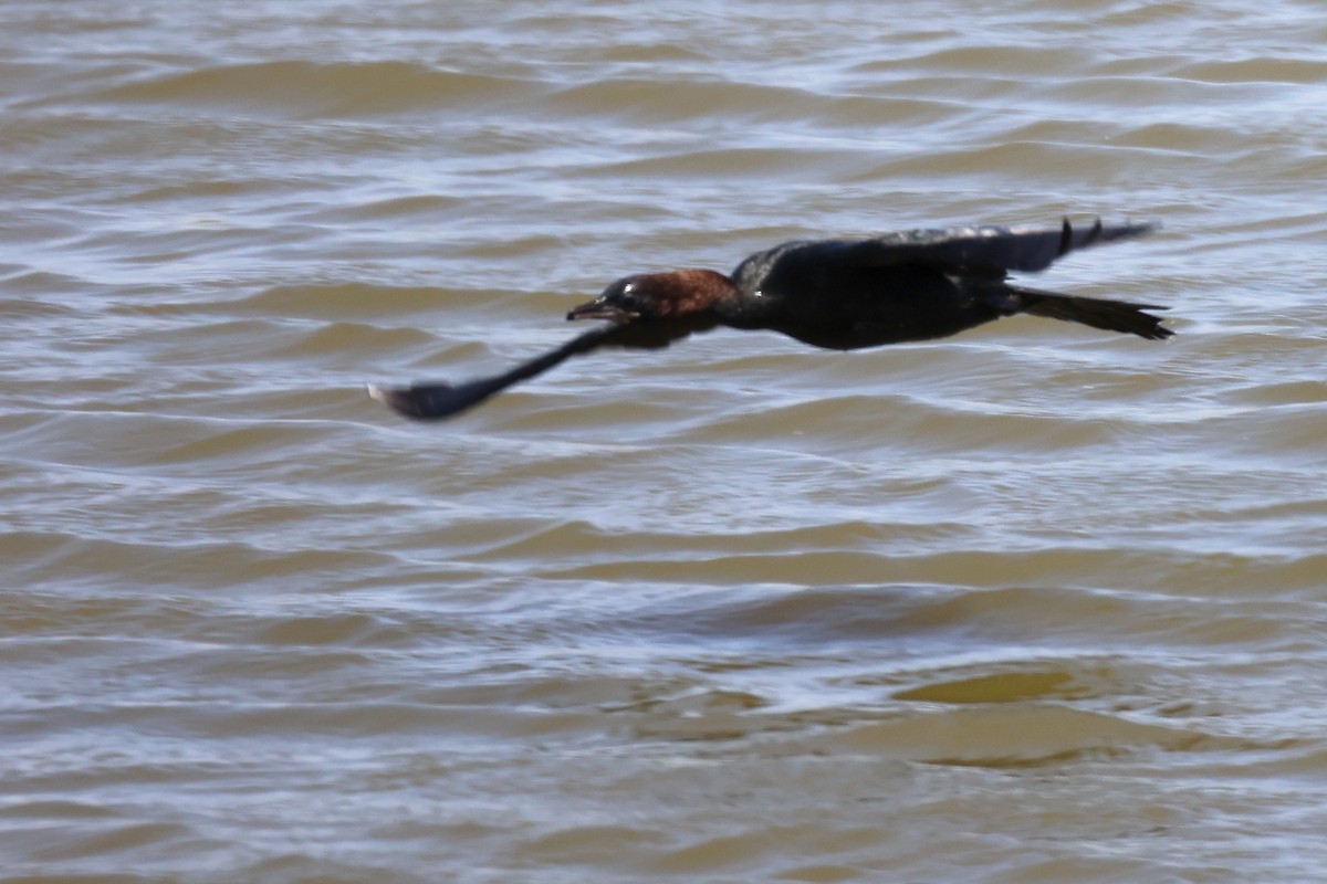 Pygmy Cormorant - ML620437507