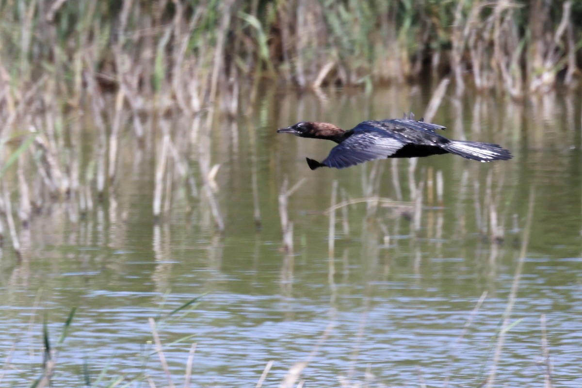 Pygmy Cormorant - ML620437508