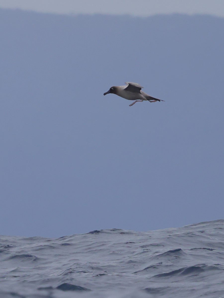 Light-mantled Albatross - ML620437511