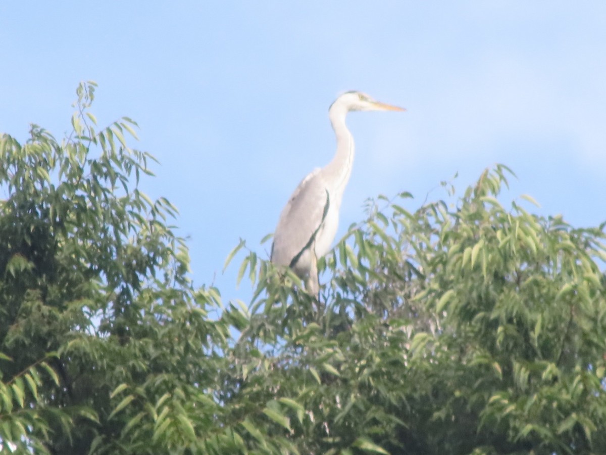 Gray Heron - ML620437515