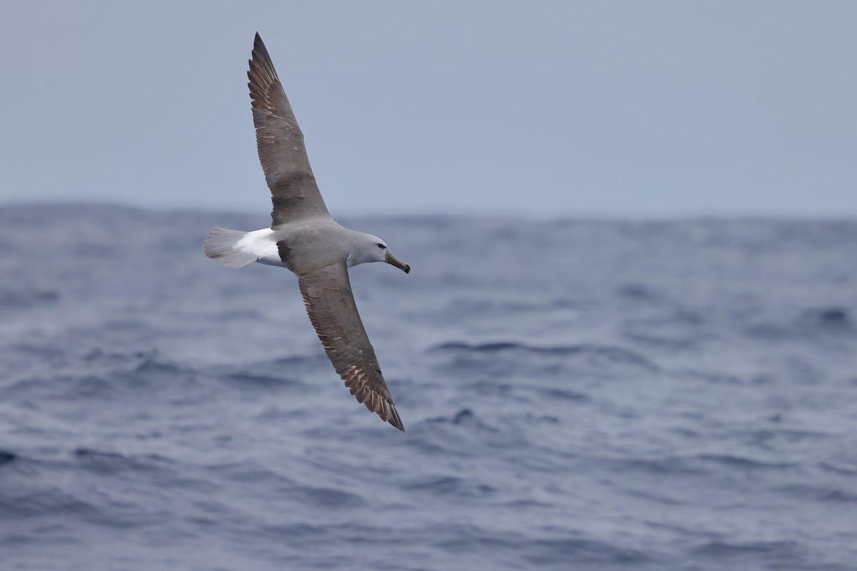 Salvinalbatros - ML620437517