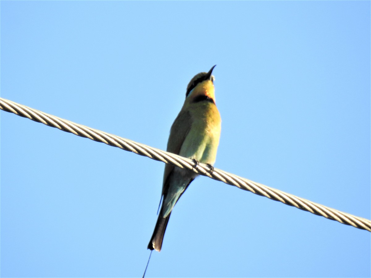 Rainbow Bee-eater - ML620437518