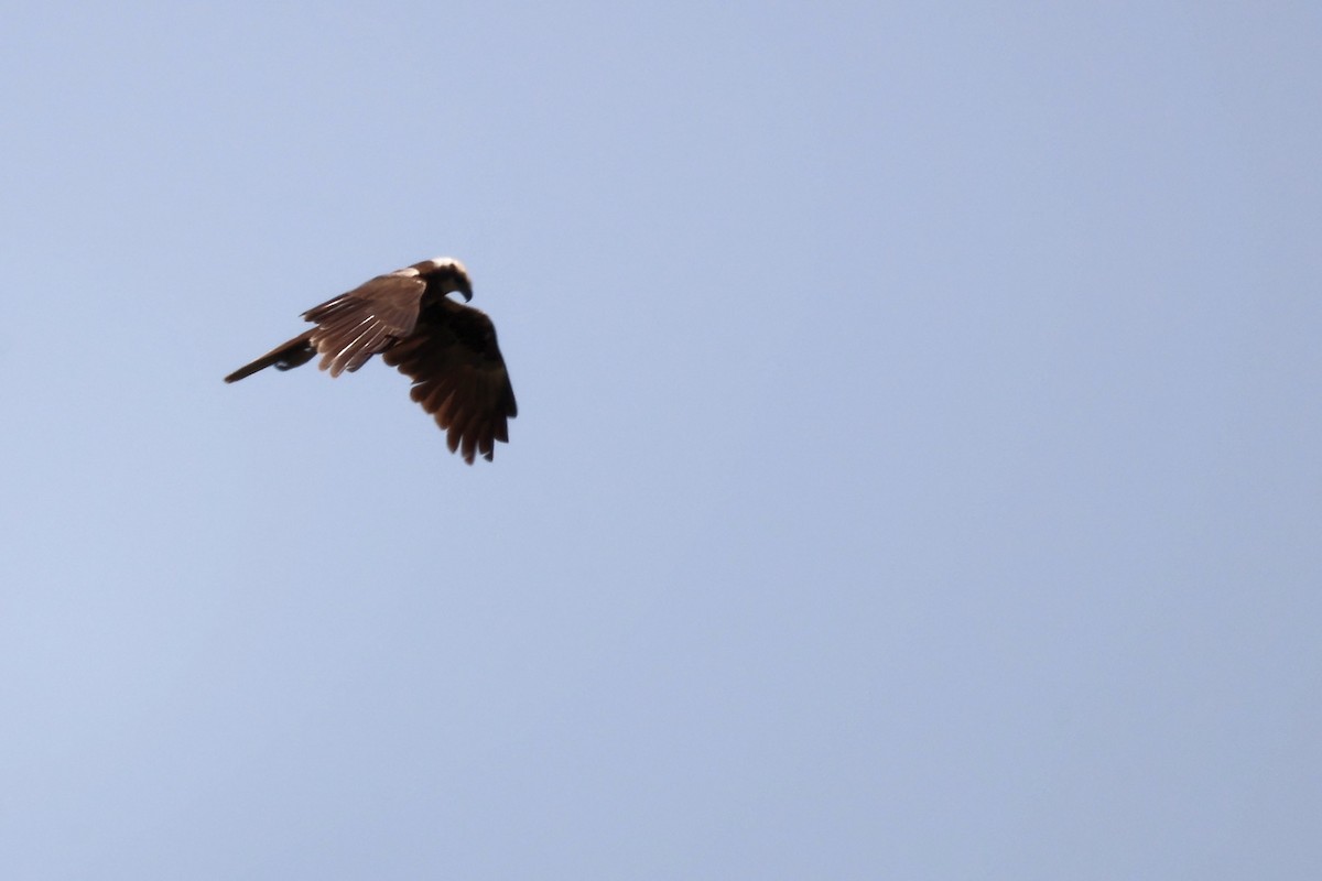 Western Marsh Harrier - ML620437521