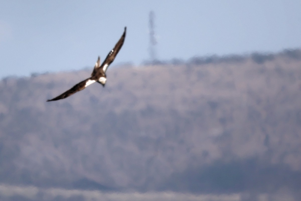 Western Marsh Harrier - ML620437522