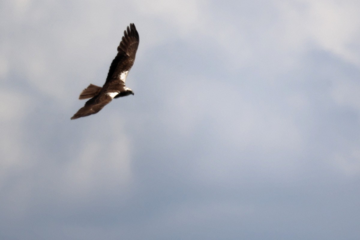 Western Marsh Harrier - ML620437523