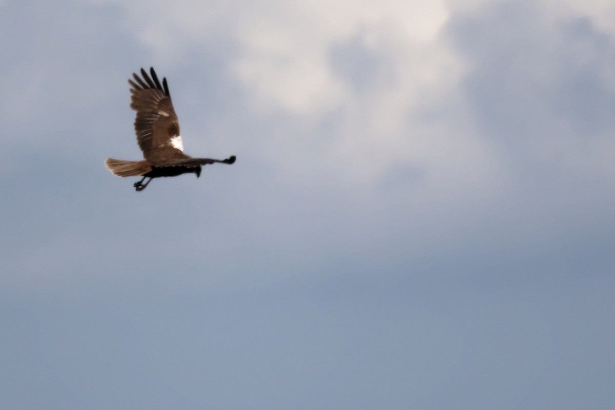 Western Marsh Harrier - ML620437525