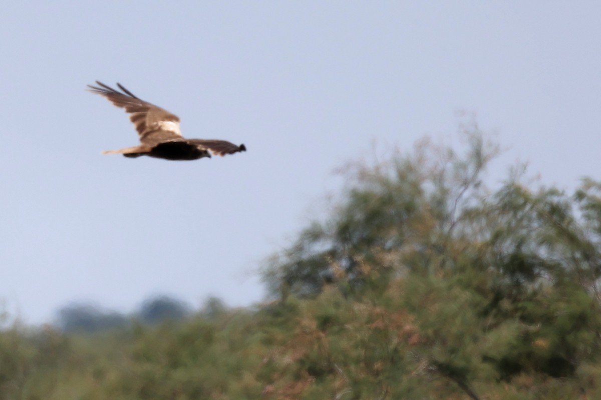 Western Marsh Harrier - ML620437526