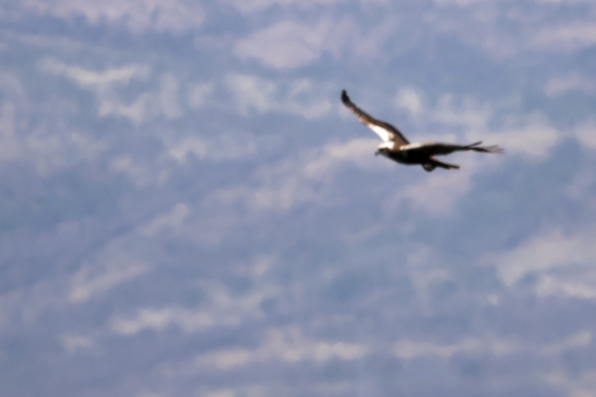 Western Marsh Harrier - ML620437527