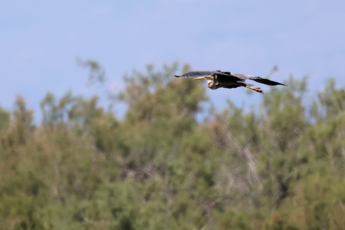 Western Marsh Harrier - ML620437528