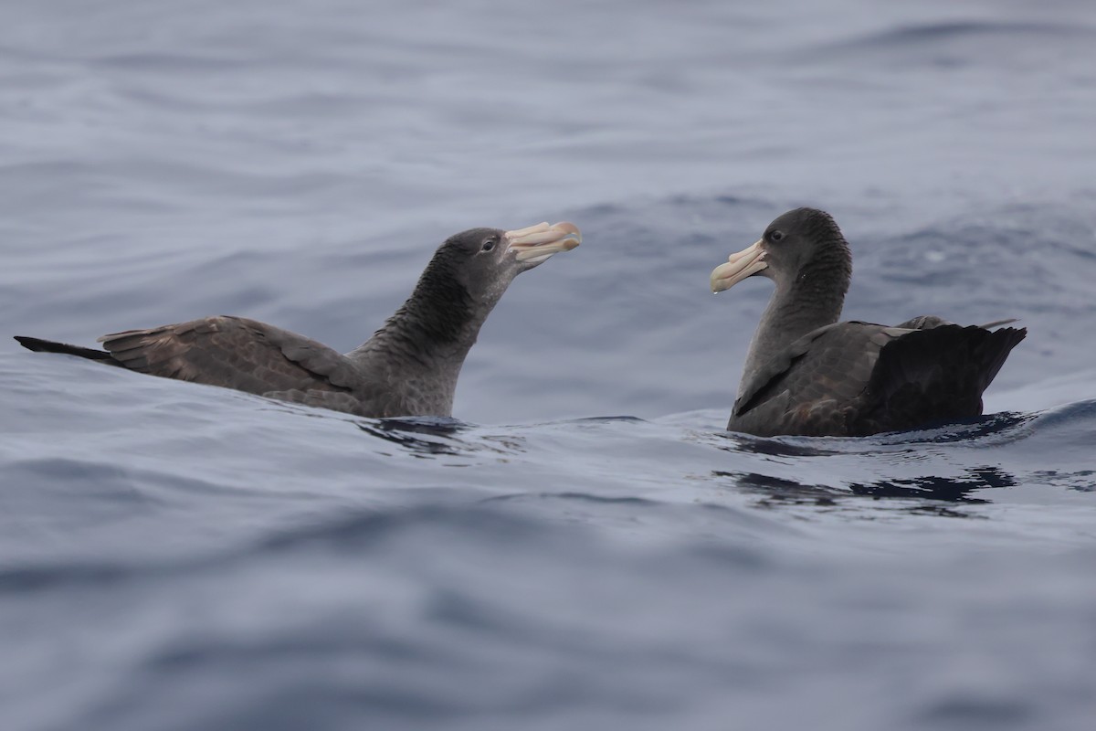 Southern Giant-Petrel - ML620437531