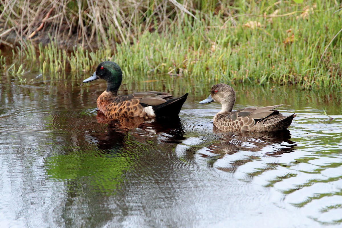 Chestnut Teal - ML620437532