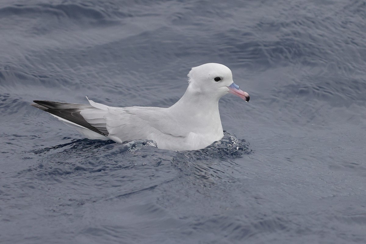 Fulmar argenté - ML620437533