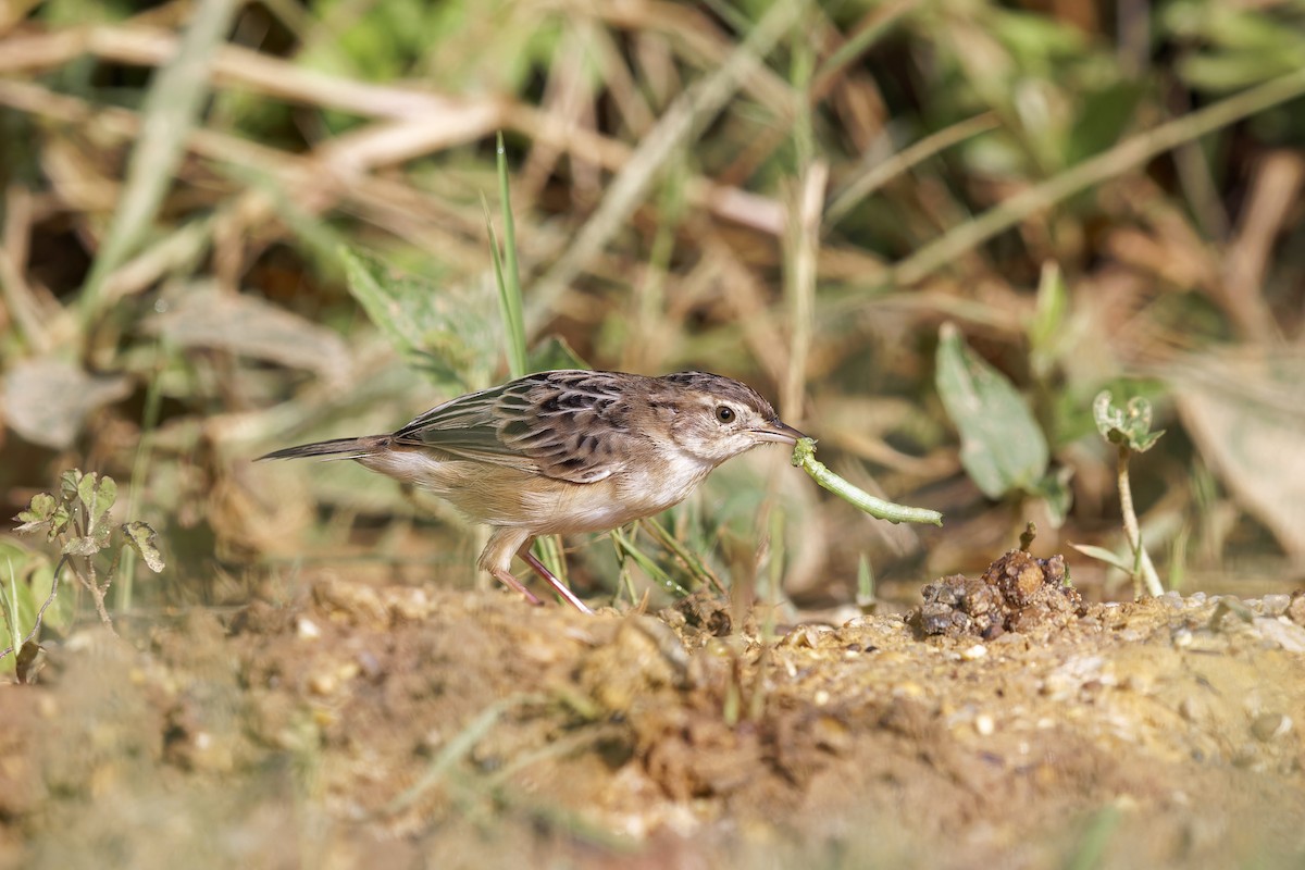 Zitting Cisticola - ML620437546