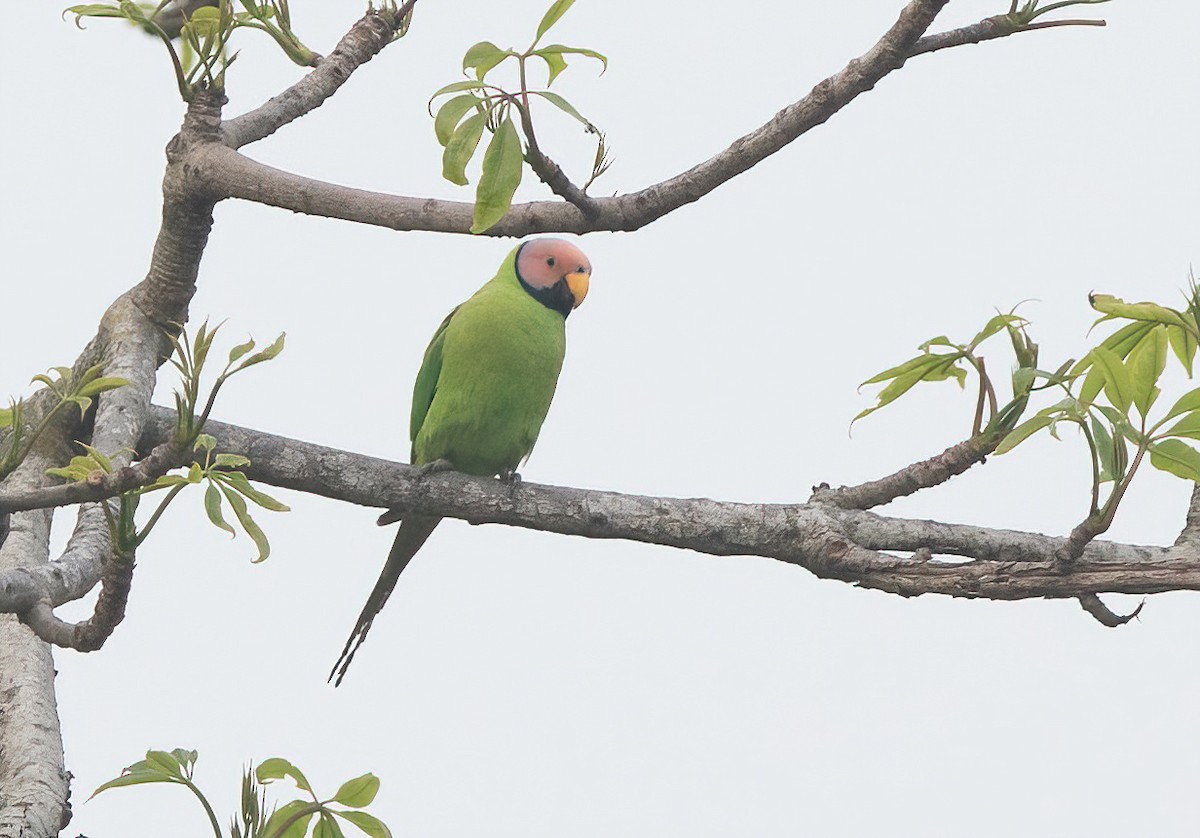 Blossom-headed Parakeet - ML620437548