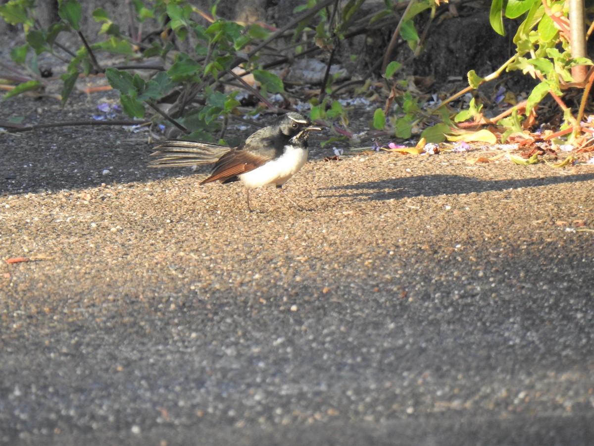 Willie-wagtail - ML620437550