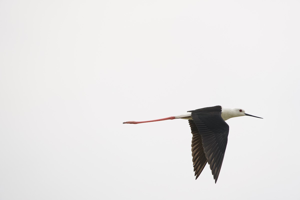 Black-winged Stilt - Anupam Dutta