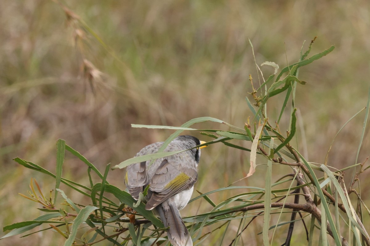 Noisy Miner - ML620437559