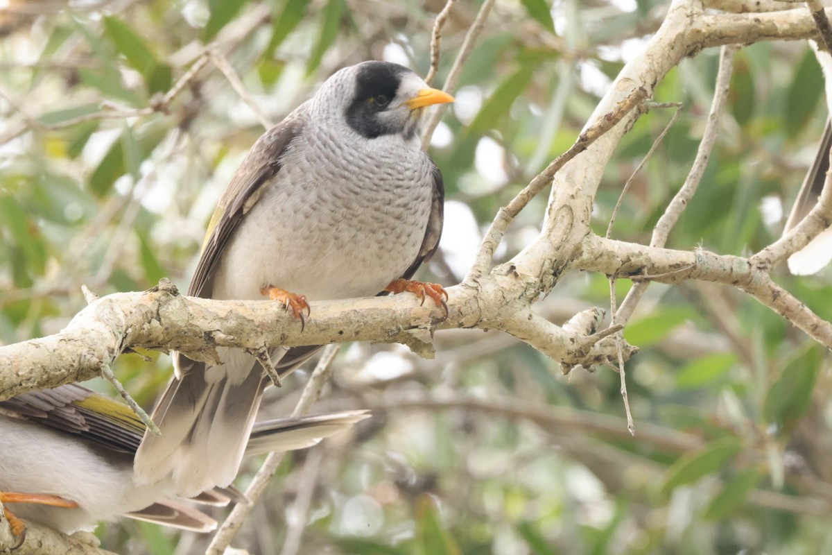 Noisy Miner - ML620437561