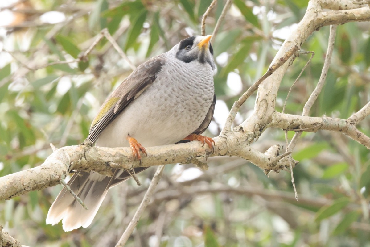 Noisy Miner - ML620437563