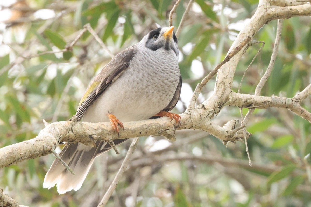 Noisy Miner - Jaden Salett