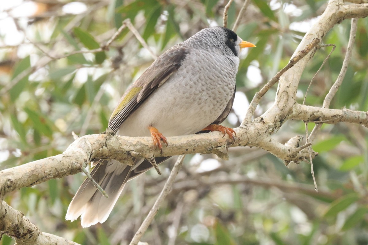 Noisy Miner - ML620437568