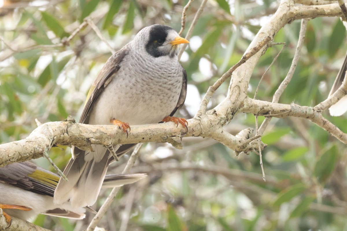 Noisy Miner - ML620437570