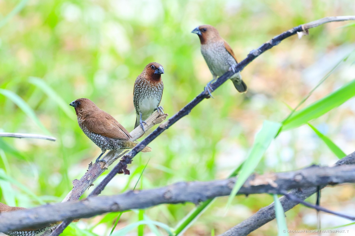 Scaly-breasted Munia - ML620437572