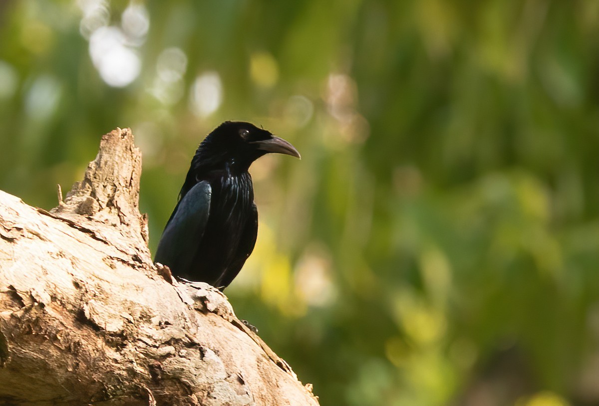 Hair-crested Drongo - ML620437582