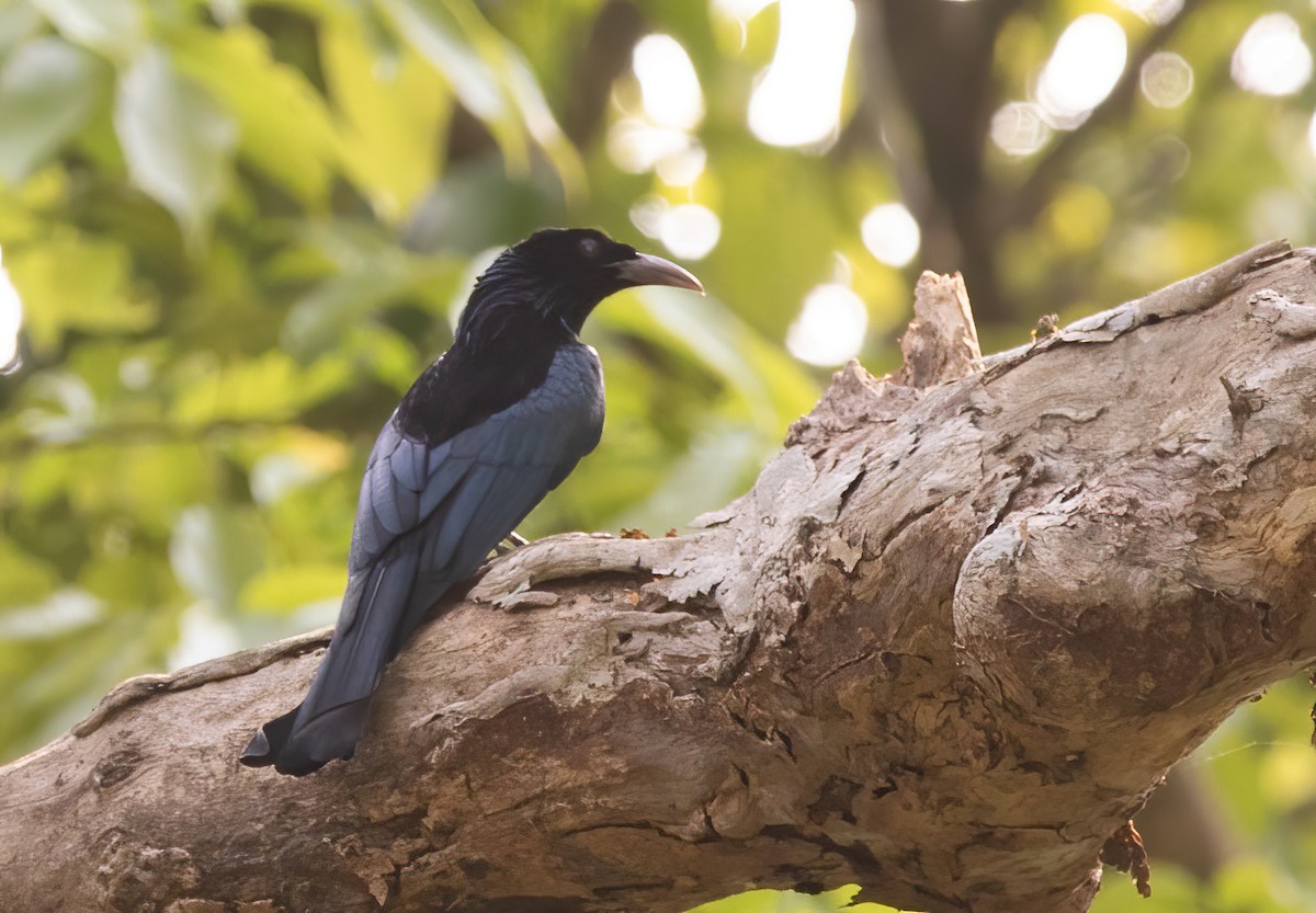 Drongo à crinière - ML620437583