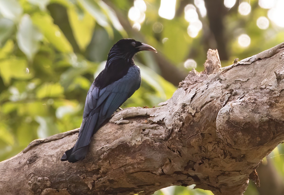 Hair-crested Drongo - ML620437584