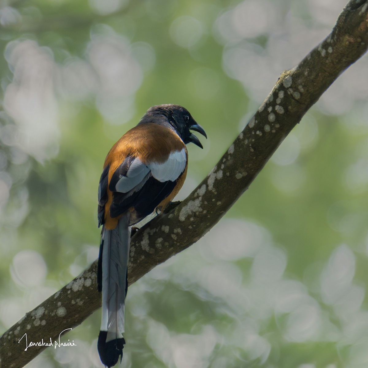 Rufous Treepie - ML620437586