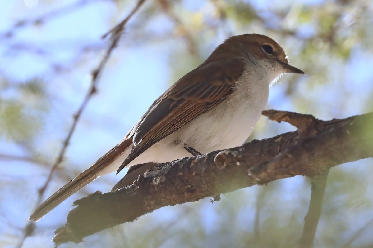 Marico Flycatcher - ML620437588