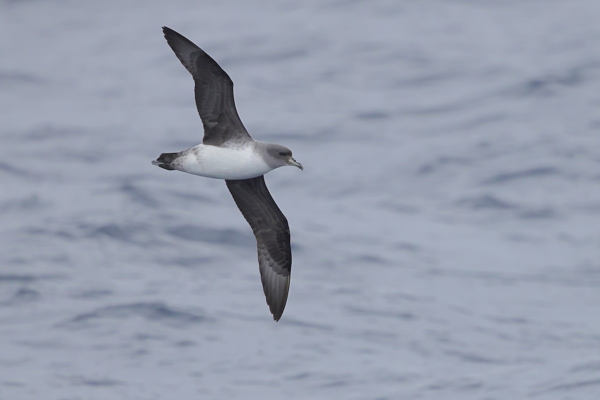 Gray Petrel - ML620437590