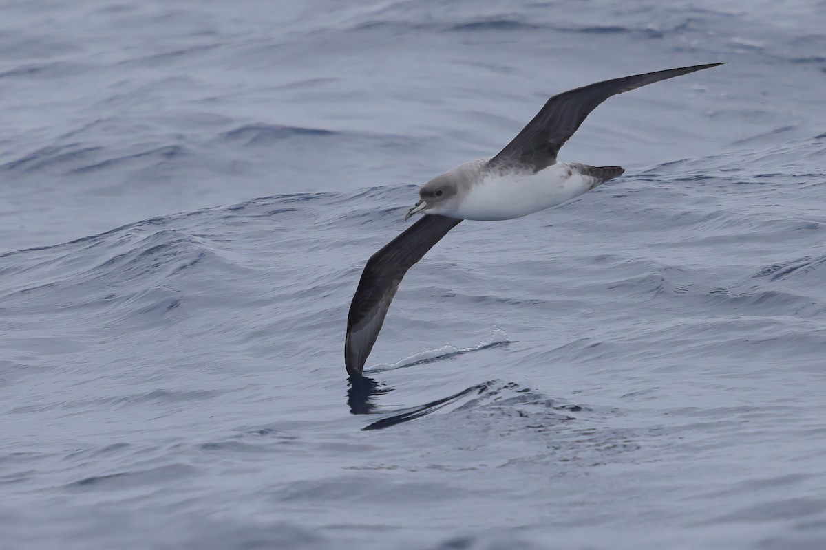 Gray Petrel - ML620437591