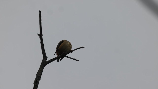 Pardalote pointillé - ML620437596