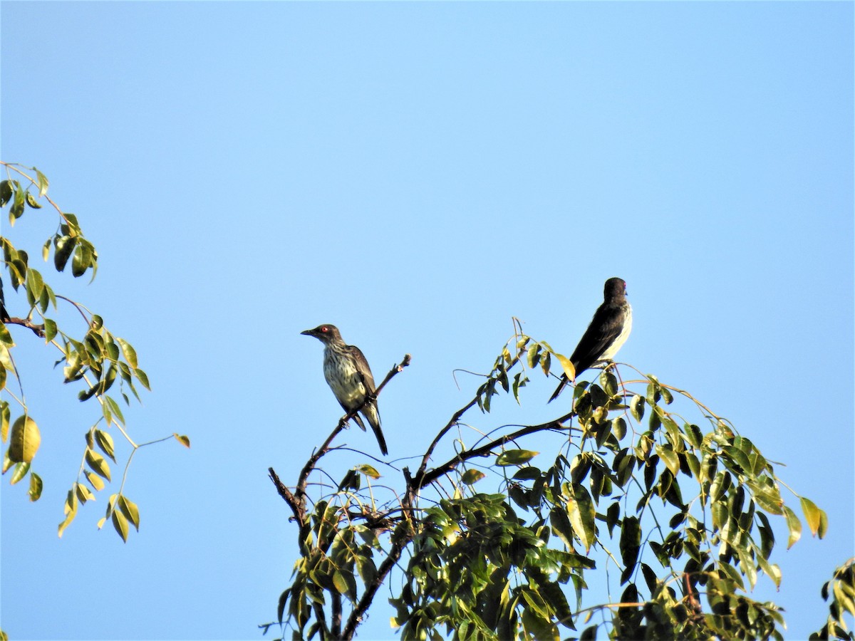 Metallic Starling - ML620437604