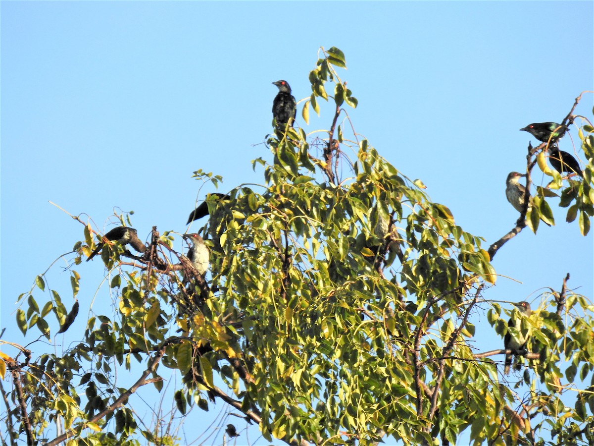 Metallic Starling - ML620437606