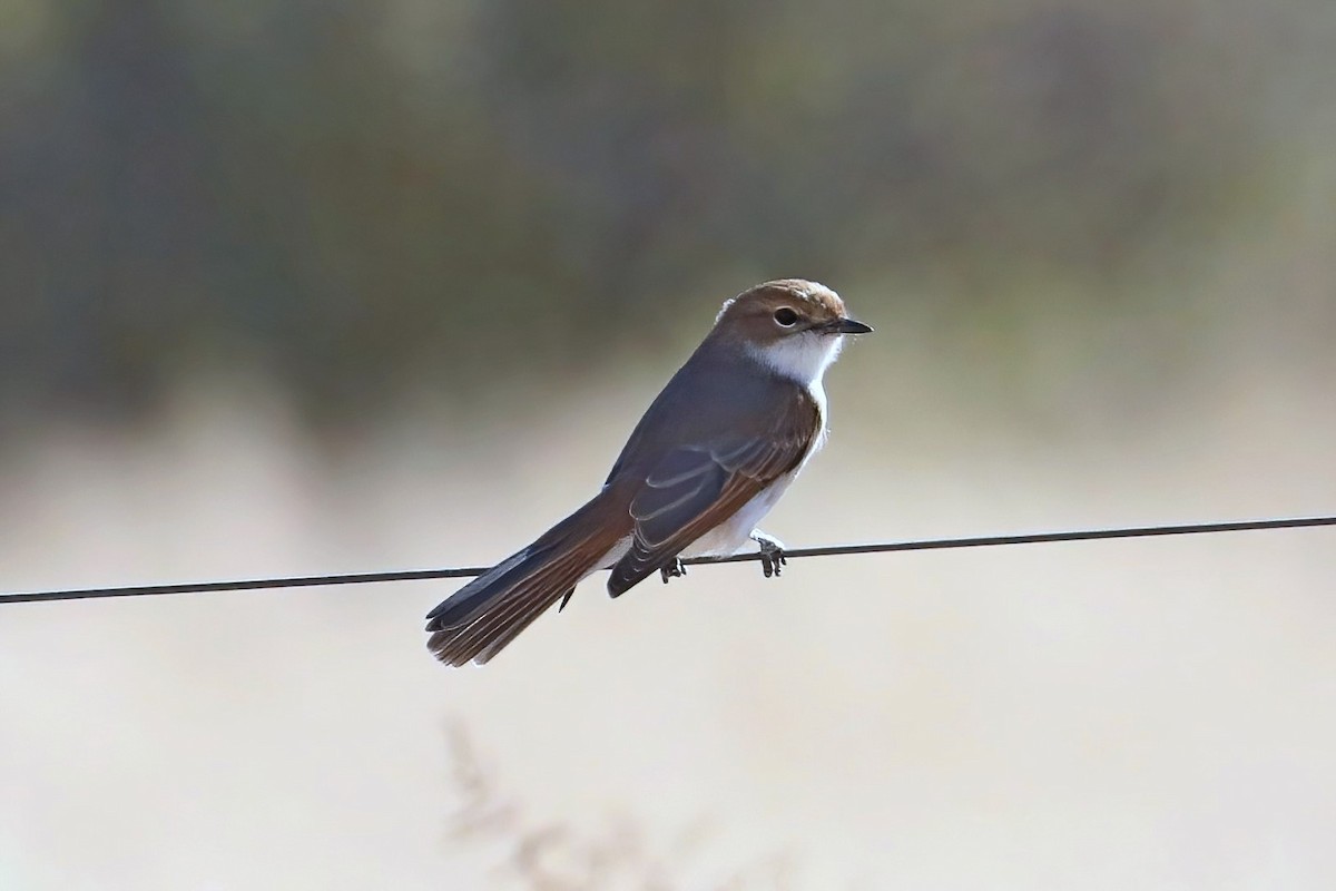 Marico Flycatcher - ML620437608