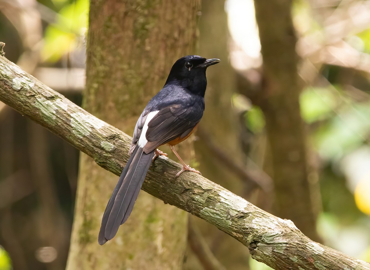 White-rumped Shama - ML620437609