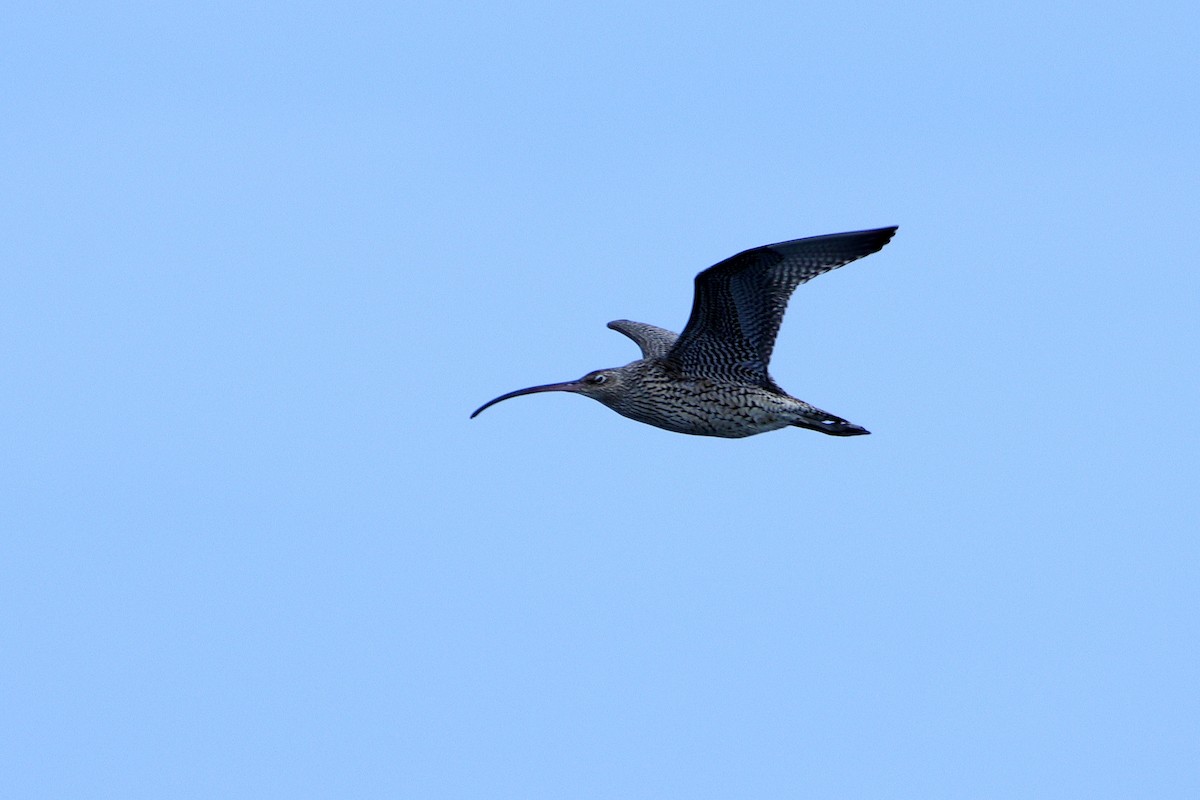 Far Eastern Curlew - ML620437611