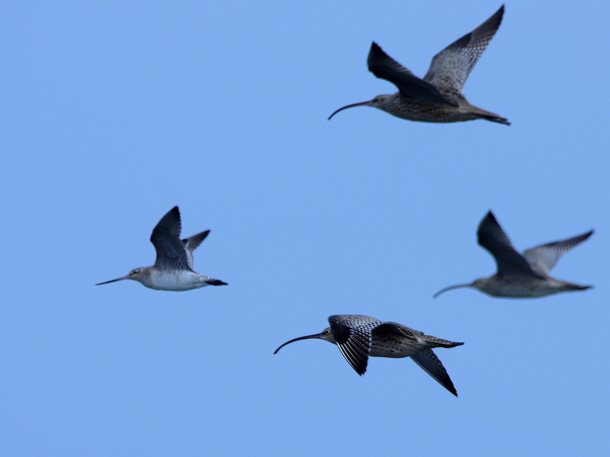 Far Eastern Curlew - ML620437613