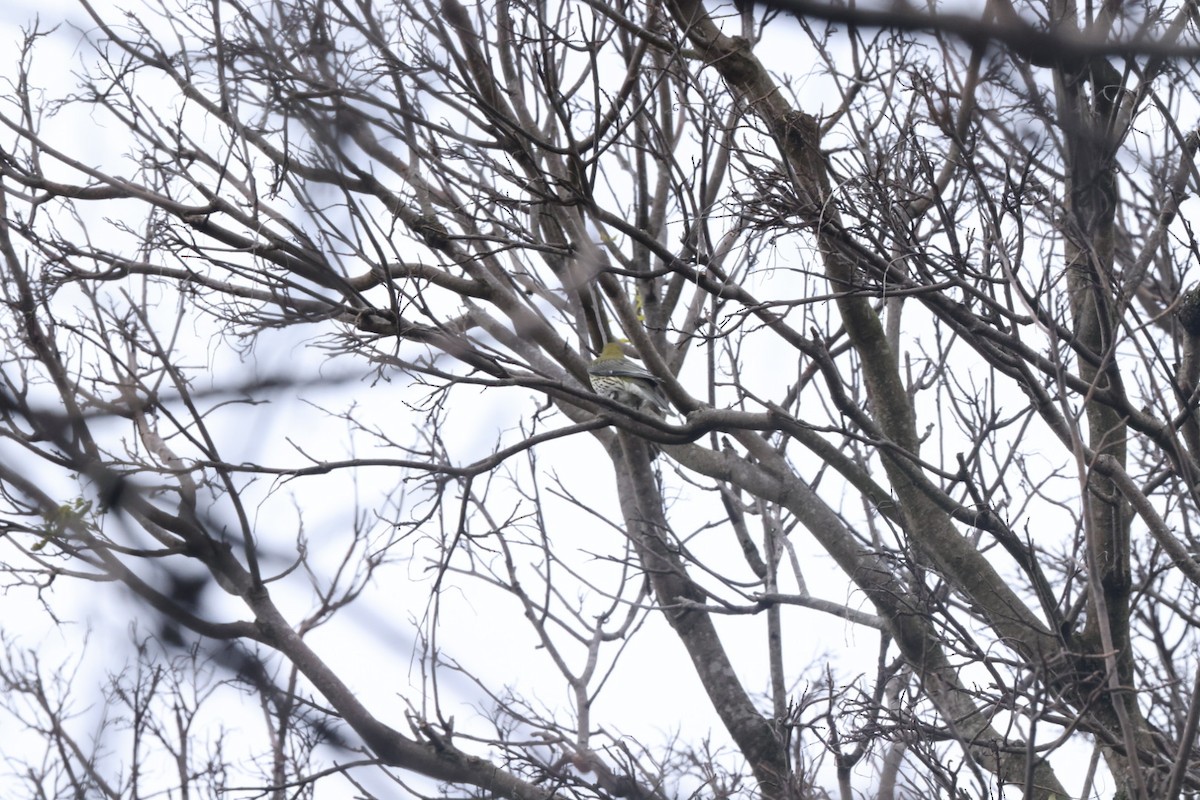 Olive-backed Oriole - ML620437622