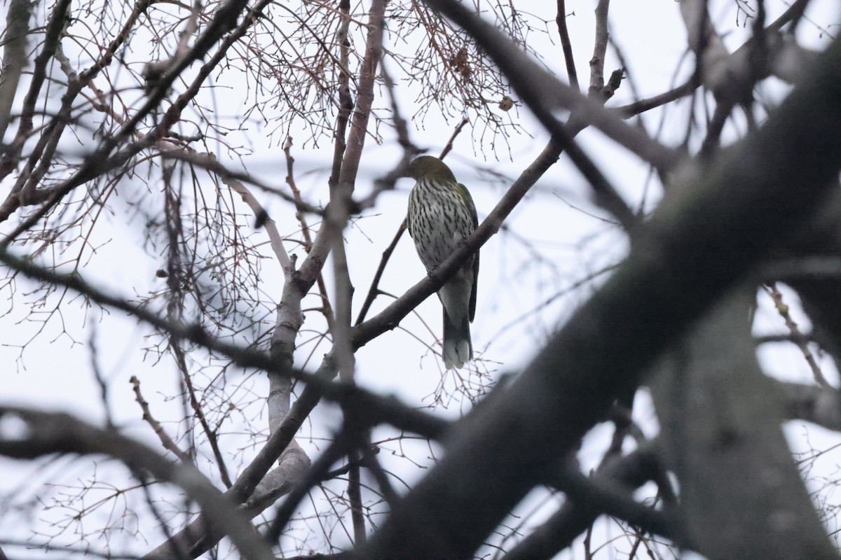 Olive-backed Oriole - ML620437626